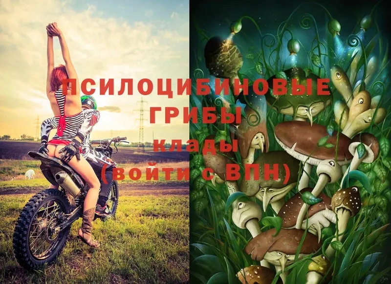 мега как войти  Камышин  Галлюциногенные грибы Psilocybe 